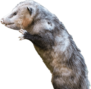 an opossum